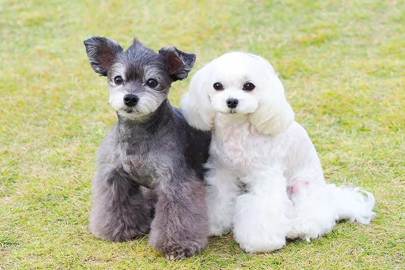 ワンちゃんの冬に向けてのホームケア|大阪のDog salon cocoshira